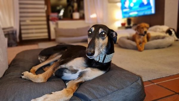 Chart Polski-Rüde Pelle